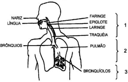 Figura 1 - deposição de partículas no aparelho respiratório  (Leila S. R. Brickus, 1999) 