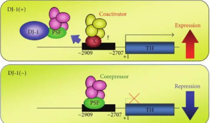 Figura 5. Esquema ilustrativo de ativação do gene que codifica a enzima tirosina hidroxilase (TH),  com  recurso  a  DJ-1