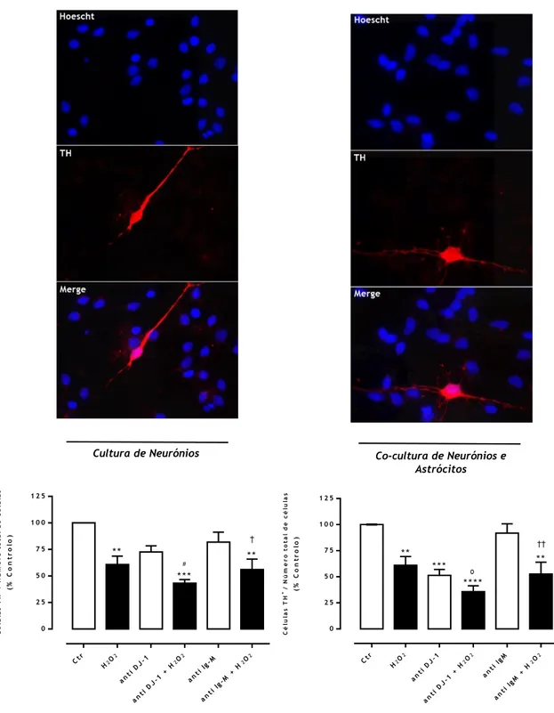 Figura  8.  Efeito  da  imunodepleção  de  DJ-1  na  sobrevivência  dopaminérgica  em  culturas  de  neurónios e co-culturas de neurónios e astrócitos em condições basais e após exposição a H 2 O 2 