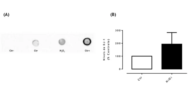 Figura  10.  Efeito  da  exposição  a  H 2 O 2   na  secreção  de  DJ-1  em  culturas  de  Neurónios  –  Dot  Blot