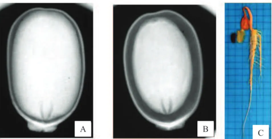 Figura 1. Imagens radiográicas de sementes de mamona classiicadas como cheia e opaca - CO (A) e parcialmente cheia  e opaca - PCO (B), resultando em uma plântula normal (C).