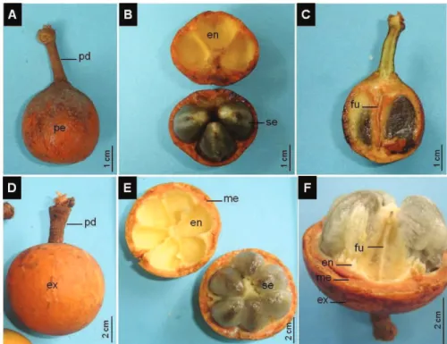 Figura 1. Morfologia do fruto: (a-c) Chrysophyllum amazonicum e (d-f) Chrysophyllum prieurii