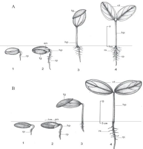 Figura 3. Morfologia da germinação: A – Chrysophyllum amazonicum e B – Chrysophyllum prieurii