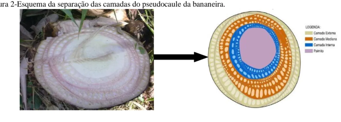 Figura 2-Esquema da separação das camadas do pseudocaule da bananeira. 