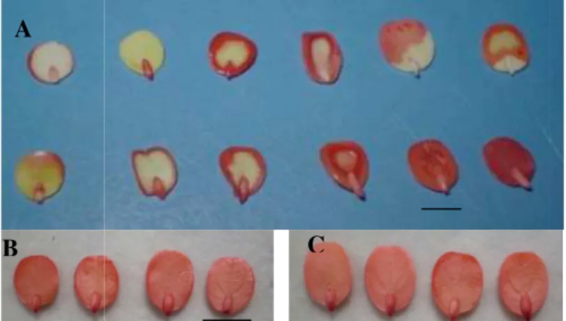 FIGURA 1. Embriões viáveis e inviáveis de Piptadenia  moniliformis  Benth.  avaliados  no  teste  de  tetrazólio  em  diferentes  concentrações  e  períodos de coloração, a 35 ºC