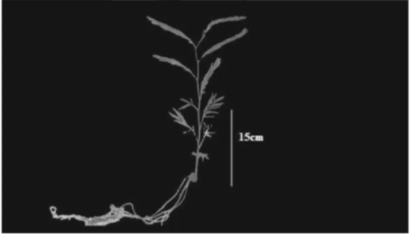 FIGURA 5 .   Aspectos morfológicos externos da muda de  angico [Anadenanthera colubrina (Vellozo)  Brenan].