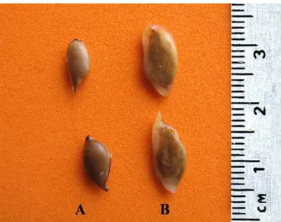 FIGURA  1.  Aspecto  externo  da  semente  de  Averrhoa  carambola   L.,  sem  arilo  (A)  e  com  arilo  (B).