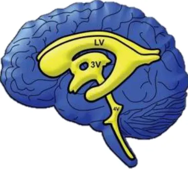 Figura  1:  Representação  dos  ventrículos  cerebrais  no  humano.  No  cérebro  humano  adulto,  existem  quatro  ventrículos  ligados:  dois  ventrículos  laterais,  um  terceiro  ventrículo  situado  no  diencéfalo  e  quarto ventrículo situada entre o