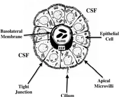 Figura 2: Representação morfológica do plexo coróide (Johanson, Stopa et al. 2011). 