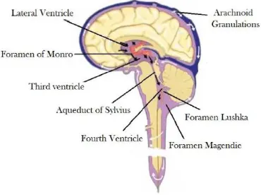 Figura  4:  O  LCR  formado  no  CP  circula  através  do  sistema  ventricular  e  através  dos  forames  de  Magendie e Luscka para as cisternas basais