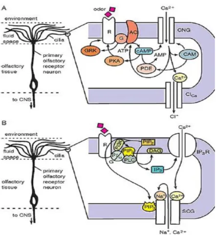 Figura  5:  Cascatas  de  sinalização  envolvidas  na  transdução  olfactiva.  (A)  Diagrama  da  sinalização  mediada  por  nucleotídeos  cíclicos  no  compartimento  de  trasndução  (cilíos  olfactivos)  dos  neurónios  receptores  olfactivos