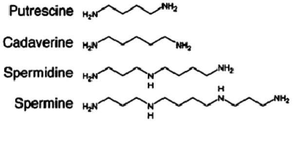 Figura 6: Nomes e estruturas das poliaminas (Kusano, Berberich et al. 2008)