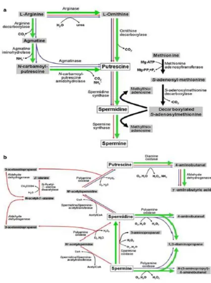 Figura 7: Percurso de biossíntese e degradação das poliaminas. a. Biossíntese; b. degradação