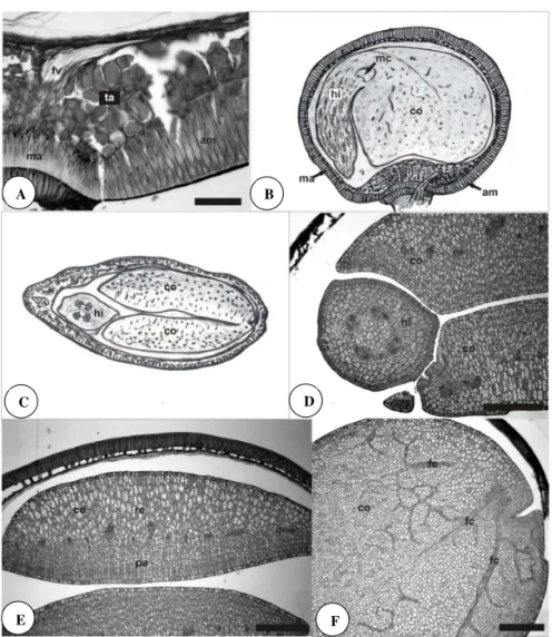 FIgURA 2. Características estruturais da semente de  Adesmia tristis . A. Detalhe da região da rafe com a localização  das  células  ampulheta  (am),  macroesclereídes  do  hilo,  células  taníferas  (ta)  e  do  feixe  vascular  que  vem  do  funículo  (f