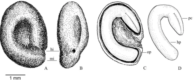 FIGURA 1. Morfologia de semente de  Curitiba prismatica. A-B: aspecto externo; C: seção longitudinal; D: morfologia  do embrião