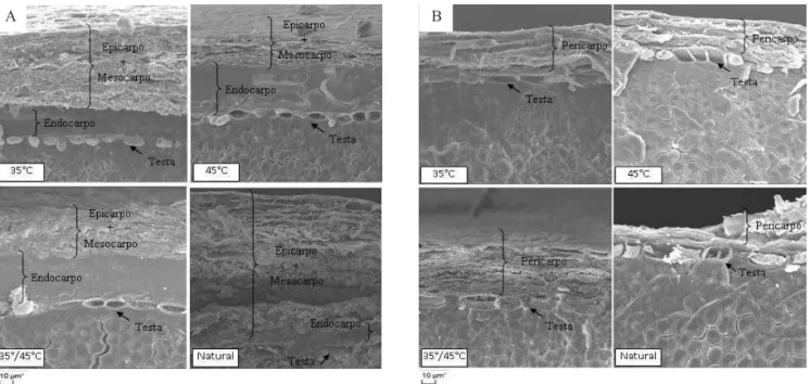 FIGURA 4.  Imagens obtidas por meio de microscópio eletrônico de varredura (1000X) de sementes de sorgo cultivar  BR 305 (A) e BR 310 (B) submetidas à secagem, com 3 meses de armazenamento.