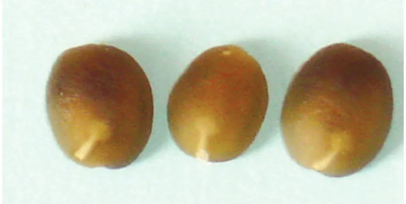 TABELA 2. Germinação de quatro lotes de sementes de  cafeeiro  Coffea  arabica  L.,  cultivares  IAC  Catuaí 44 e Rubi.