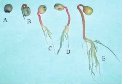 FIGURA 6. Plântulas originadas de sementes submetidas  ao  teste  LERCAFÉ.  A:  semente  não  germinada;  B:  plântula  anormal;  C  e  D: 