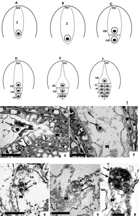 FIGuRA 1-6. Embriogênese inicial em Chrysophyllum gonocarpum (Mart. &amp; Eichl.) Engl.