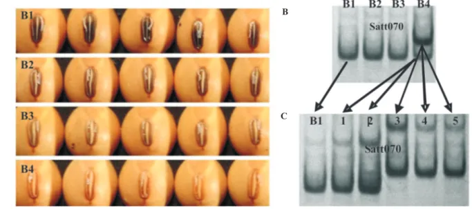 FIGURA  3.  Análise  da  pureza  genética  em  sementes  de  soja  da  linhagem  CD  01RV-7618  com  variação  na cor  do  hilo