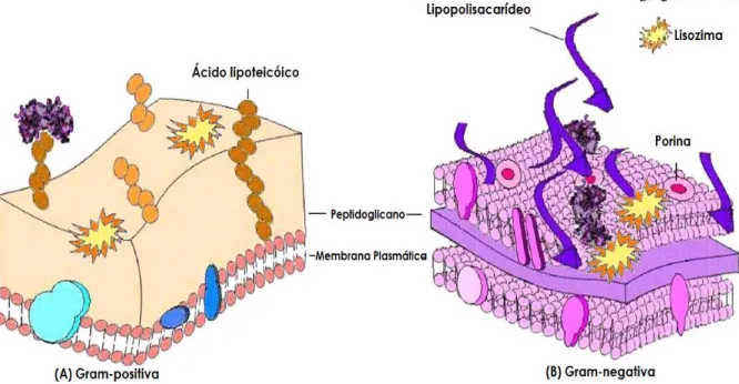 Figura 6 - Mecanismos de ação bactericida da lactoferrina  