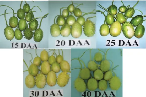 FIGURA 1. Variação da coloração dos frutos de maxixe, cultivar Do Norte, em função da idade (15, 20, 25, 30 e 40 dias  após a antese (DAA)
