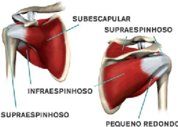 Figura 1. Coifa dos rotadores  (Fonte: http://www.clinicajoelhoombro.com)