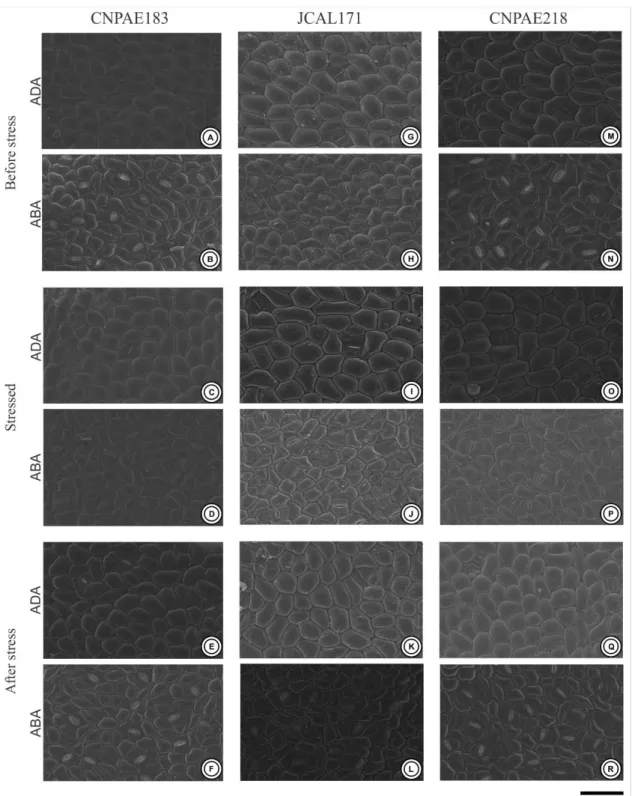 Figure 2. Electron scanning microscopy of the leaf surface of the three different genotypes of  Jatropha curcas  (CNPAE183, A-F), JCAL171 (G-L) and CNPAE218 (M-R), subjected for 750 mM NaCl by 50 hours (stressed)  and  recovery  after  35  days  after  sal