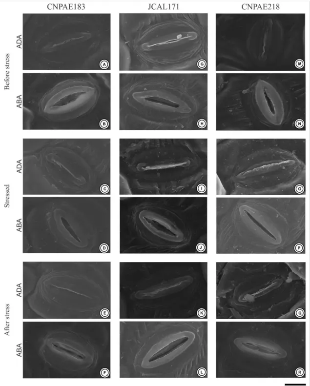 Figure 3. Electron scanning microscopy of the stomata of the leaves of the three different genotypes of Jatropha  curcas  (CNPAE183,  A-F),  JCAL171 (G-L) and  CNPAE218  (M-R),  subjected  to  750 mM  NaCl  for  50 hours  (stressed)  and  recovery  after  