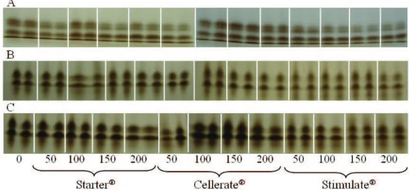 FIGURA 4. Atividade da enzima esterase em sementes de alface peliculizadas, enriquecidas com diferentes doses de  micronutrientes  e  reguladores  de  crescimento  e  submetidas  ao  armazenamento