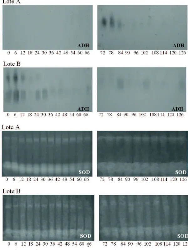 FIGURA 3. Peris enzimáticos da álcool desidrogenase (ADH) e superóxido  dismutase (SOD)  de dois lotes de sementes  de sucupira-preta durante a germinação