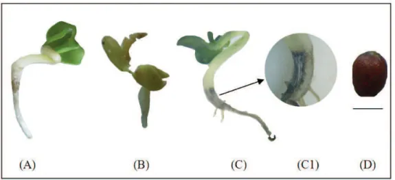 FIGURA  1.  Tipo  de  plântulas  e  sementes  de  nabo  forrageiro  encontradas  no  teste  de  germinação