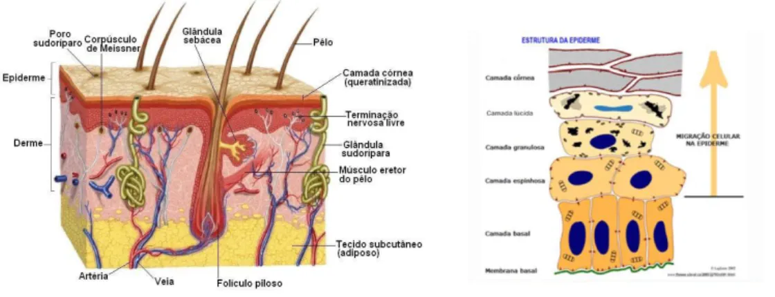 Figura 3. Ilustração representativa das camadas da pele e da estrutura da epiderme.  [12] [13]