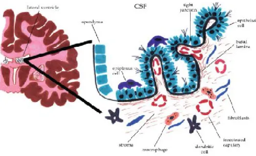 Figure 1 represents the structure of CPs.