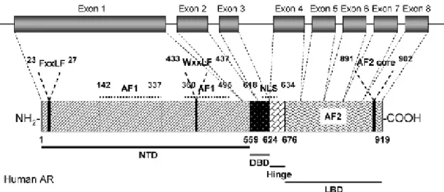 Figure 4: Structural organization of the human AR gene and protein. (from (Gao et al., 2005))