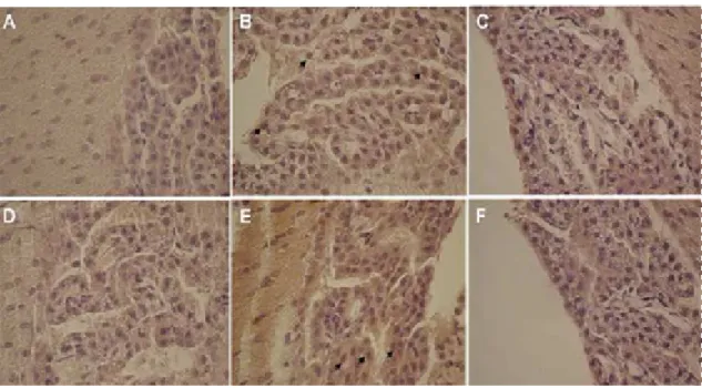 Figure 7: Immunostaining of rat CPs  using an antibody against  the  AR C-terminal region (C- (C-19)