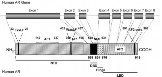 Figure 10. Human androgen receptor gene. The human androgen receptor  protein is encoded by 8 exons (1-8)
