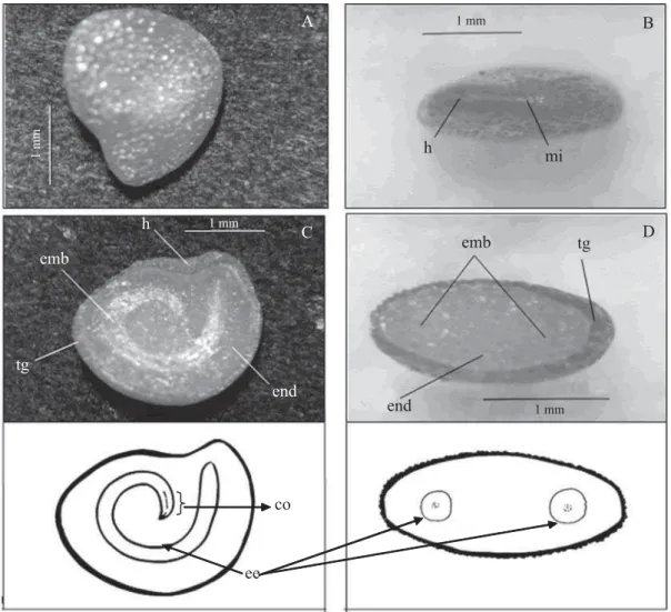 FIGURA 5.  Sementes de Solanum granuloso-leprosum 'XQDO$±YLVWDH[WHUQD%±YLVWDIURQWDOGDUHJLmRGRKLOR&amp;