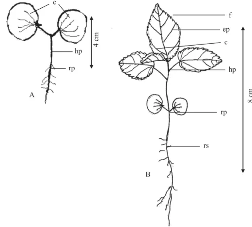 FIGURA 5.  Aspecto da plântula (A) e planta jovem (B) de mutamba (Guazuma ulmifolia Lam.).