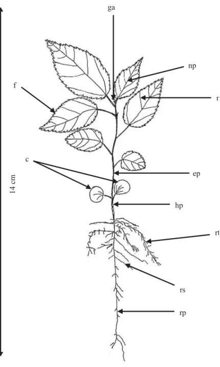 FIGURA 6.  Aspectos da planta jovem de mutamba (Guazuma ulmifolia Lam.).