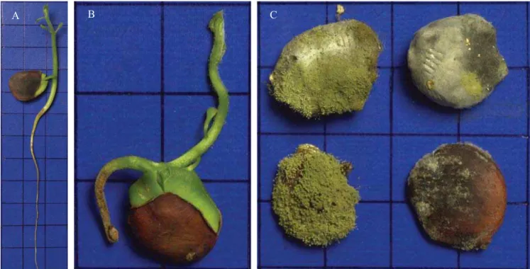 FIGURA 2.  Plântula normal de coração-de-negro (a), plântula anormal (b) e sementes mortas (c).