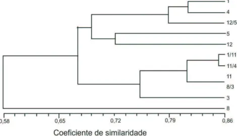 FIGURA  4.  Dendrograma  de  linhagens  e  híbridos  de  milho,  utilizando  marcadores  isoenzimáticos  em  sementes  deterioradas e não deterioradas.