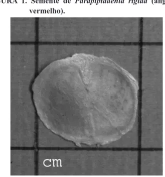 FIGURA  1.  Semente  de  Parapiptadenia  rigida  (angico  vermelho).