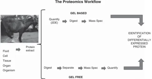 Figure 1 A schematic representation of the proteomics work ﬂ ow. In proteomics, one of the two approaches are followed: gel based or gel free