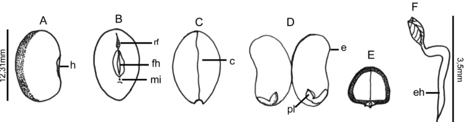 FIGURA 5. Distribuição da freqüência relativa do comprimento (A) e largura (B) do hilo de sementes de  e