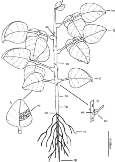 FIGURA  8.  Aspecto  morfológico  do  estádio  de  desenvolvimento  da  planta  de  erythrina  velutina aos 50 dias: A - detalhe da nervura  na folha; B - detalhe do pulvínulo e estípula  na base do pedicelo da folha