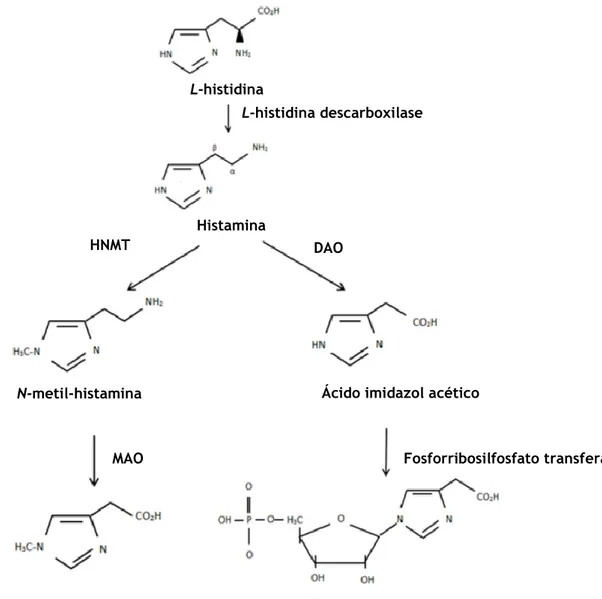 Figura 2 – Biossíntese e metabolismo da histamina. (adaptado de Avendaño e Söllhuber. 2001) 29