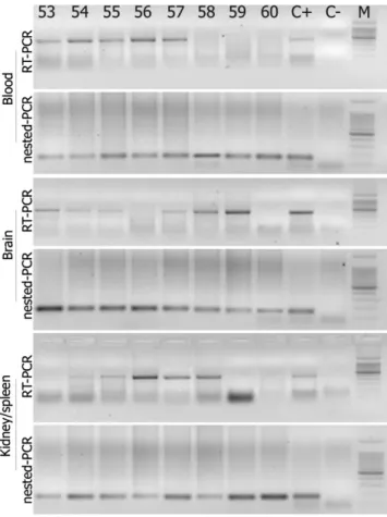 Table 2. Sensitivity, specificity, and predictive values of reverse transcription polymerase chain reaction (RT-PCR) and nested (n)RT-PCR procedures in different types of samples using the results of histopathologic examination as the gold standard (%).