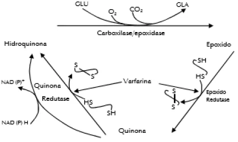 Figura 2: Ciclo redox da vitamina K e local de atuação da varfarina. 72 