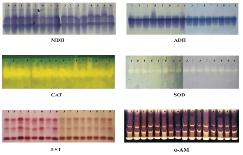 FIGURA 3.  Padrões enzimáticos de sementes de linhagem de milho tratadas com diferentes produtos, seis meses antes da semeadura e na pré-semeadura, revelados para malato desidrogenase (MDH), esterase (EST), catalase (CAT), superóxido dismutase (SOD) e á-am